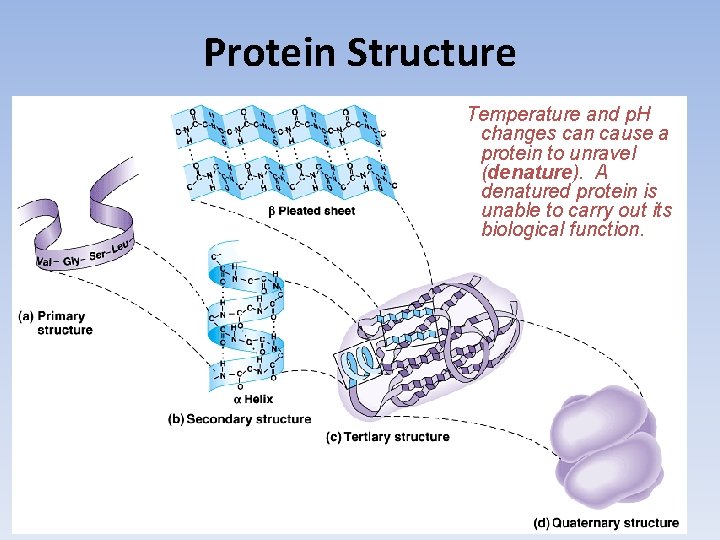 Protein Structure Temperature and p. H changes can cause a protein to unravel (denature).