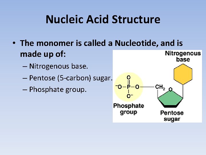 Nucleic Acid Structure • The monomer is called a Nucleotide, and is made up