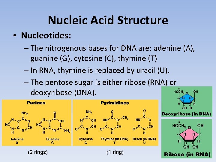 Nucleic Acid Structure • Nucleotides: – The nitrogenous bases for DNA are: adenine (A),