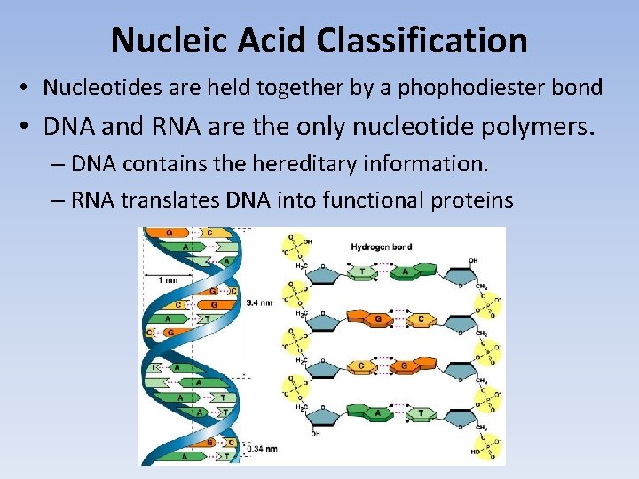 Nucleic Acid Classification • Nucleotides are held together by a phophodiester bond • DNA