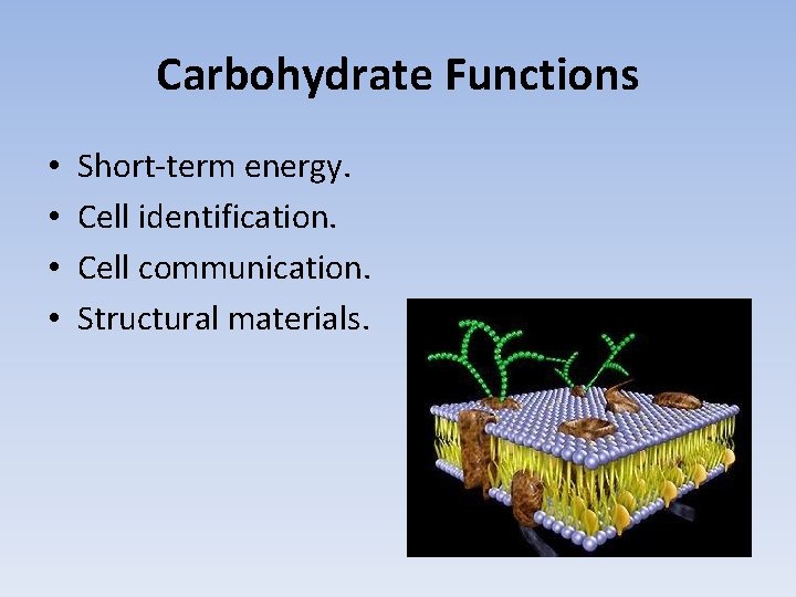 Carbohydrate Functions • • Short-term energy. Cell identification. Cell communication. Structural materials. 