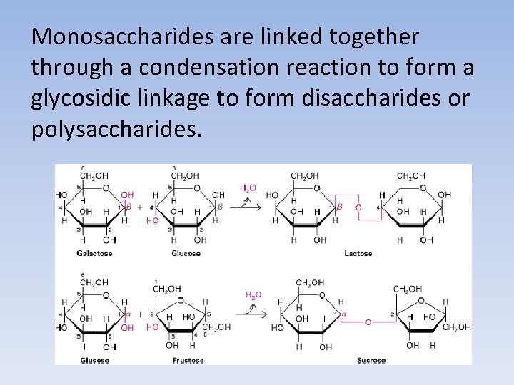 Monosaccharides are linked together through a condensation reaction to form a glycosidic linkage to