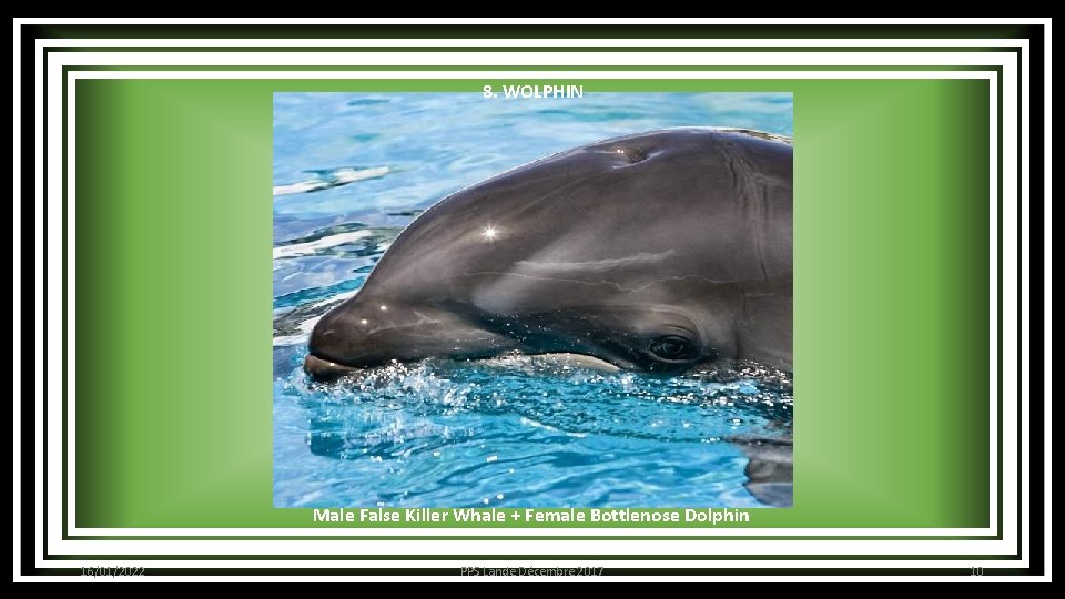 8. WOLPHIN Male False Killer Whale + Female Bottlenose Dolphin 16/01/2022 PPS Lande Décembre