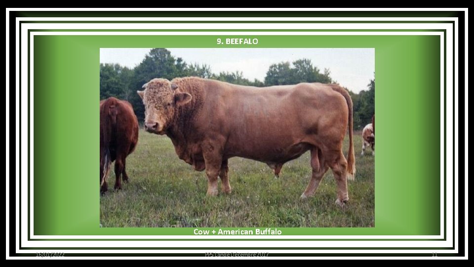 9. BEEFALO Cow + American Buffalo 16/01/2022 PPS Lande Décembre 2017 11 