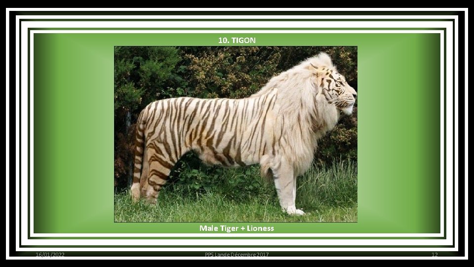 10. TIGON Male Tiger + Lioness 16/01/2022 PPS Lande Décembre 2017 12 