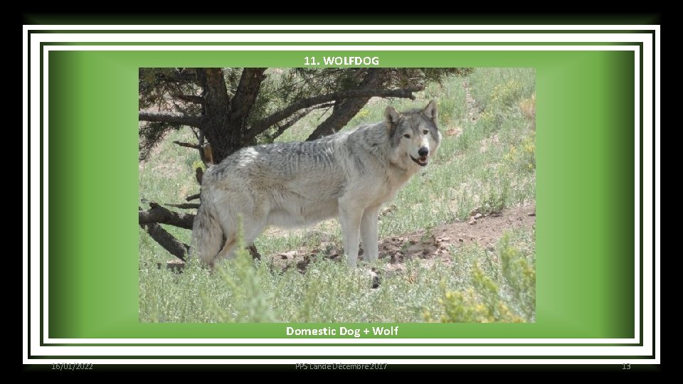 11. WOLFDOG Domestic Dog + Wolf 16/01/2022 PPS Lande Décembre 2017 13 