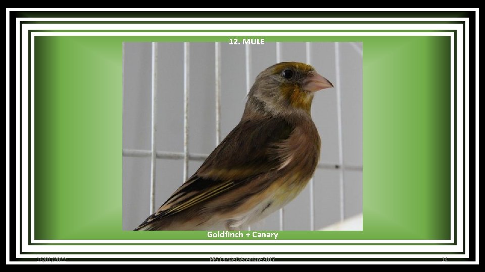 12. MULE Goldfinch + Canary 16/01/2022 PPS Lande Décembre 2017 14 