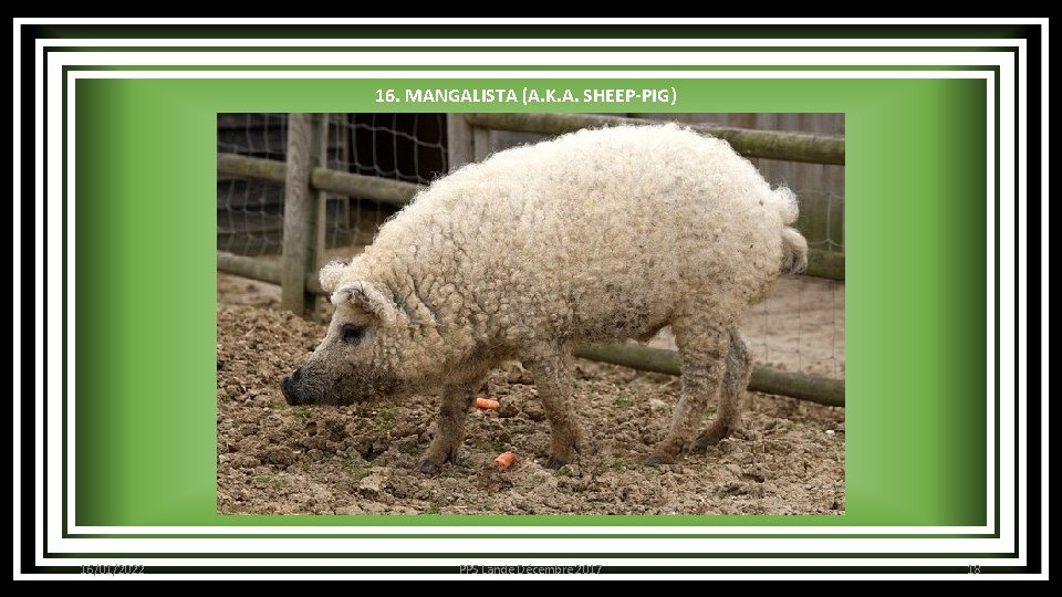 16. MANGALISTA (A. K. A. SHEEP-PIG) 16/01/2022 PPS Lande Décembre 2017 18 