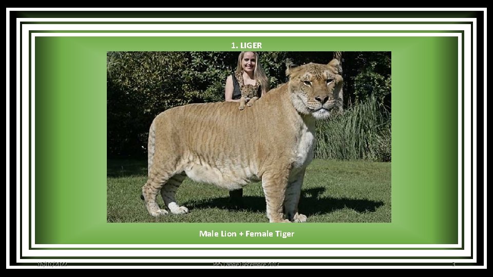 1. LIGER Male Lion + Female Tiger 16/01/2022 PPS Lande Décembre 2017 3 