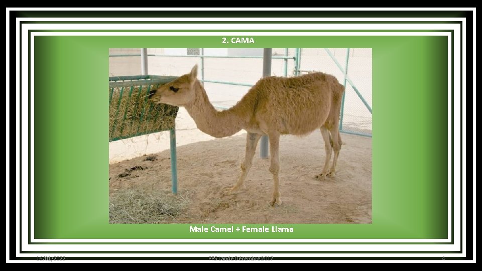 2. CAMA Male Camel + Female Llama 16/01/2022 PPS Lande Décembre 2017 4 