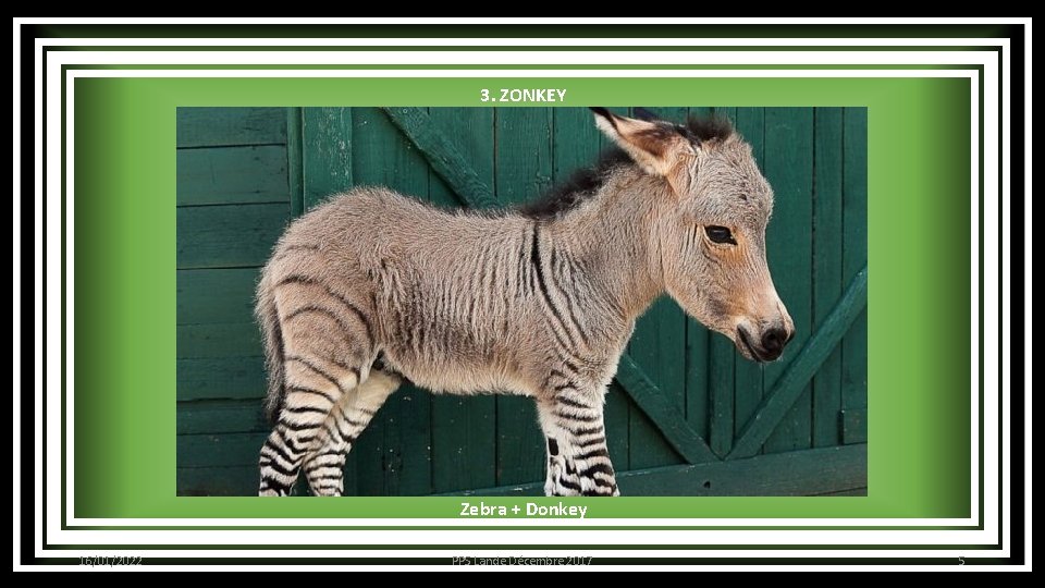 3. ZONKEY Zebra + Donkey 16/01/2022 PPS Lande Décembre 2017 5 