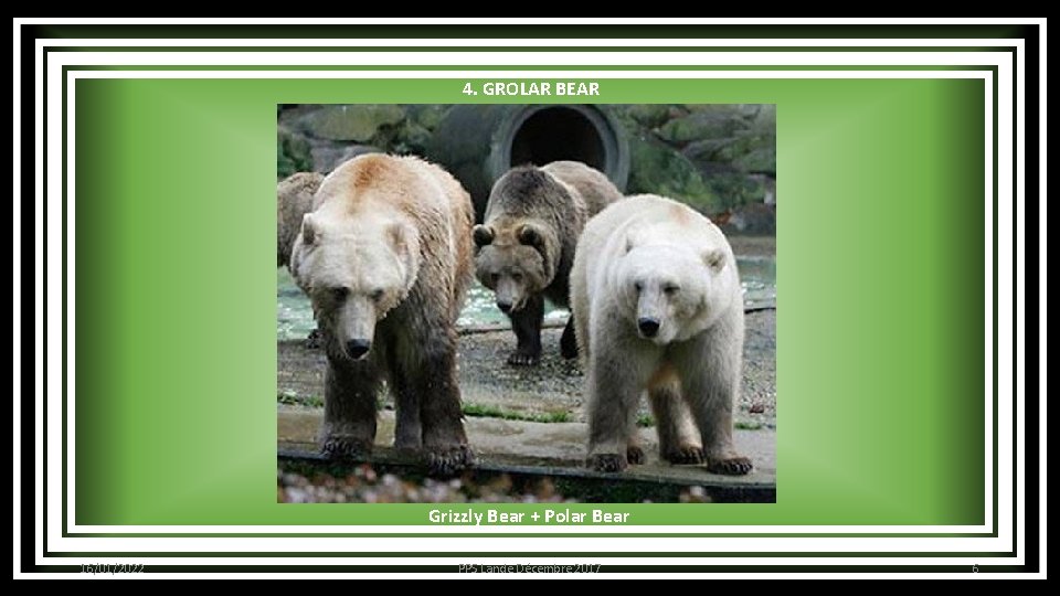4. GROLAR BEAR Grizzly Bear + Polar Bear 16/01/2022 PPS Lande Décembre 2017 6