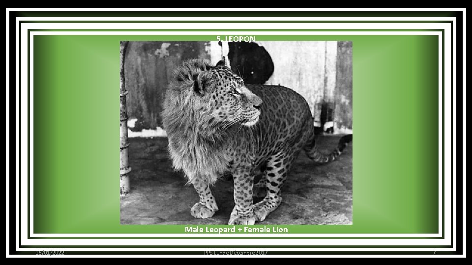 5. LEOPON Male Leopard + Female Lion 16/01/2022 PPS Lande Décembre 2017 7 