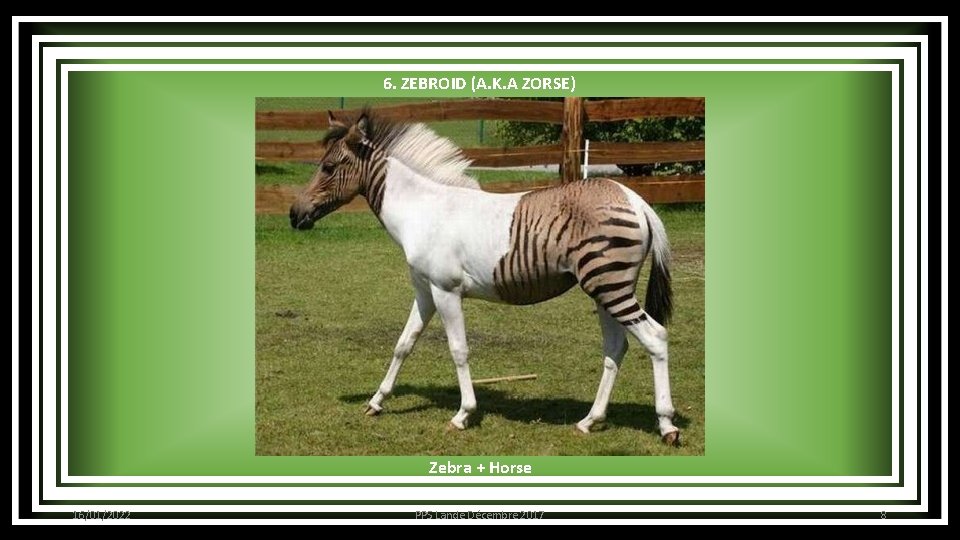 6. ZEBROID (A. K. A ZORSE) Zebra + Horse 16/01/2022 PPS Lande Décembre 2017