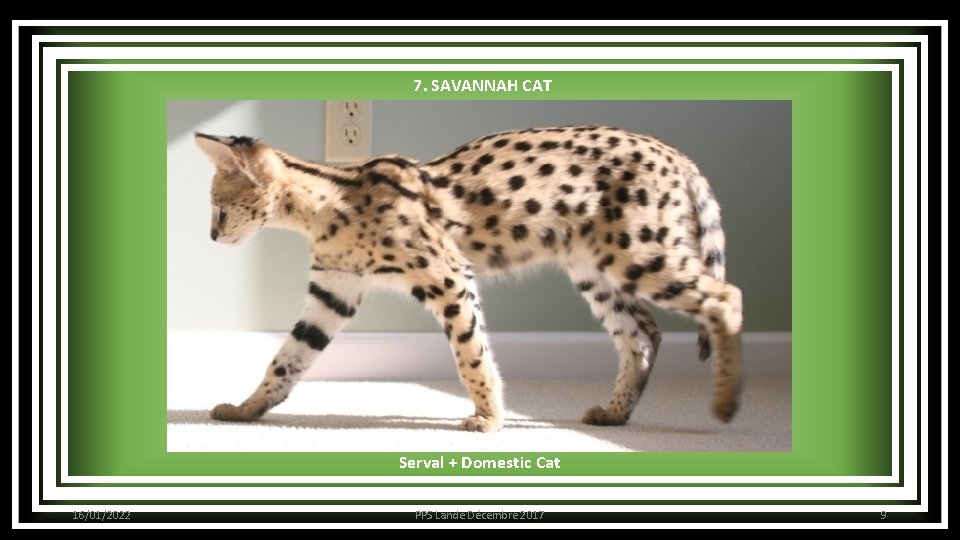 7. SAVANNAH CAT Serval + Domestic Cat 16/01/2022 PPS Lande Décembre 2017 9 