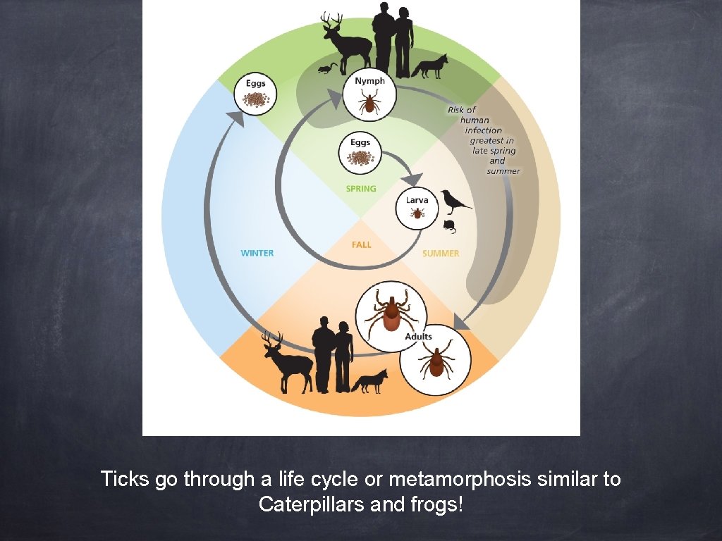 Ticks They are everywhere Ticks are bugs They