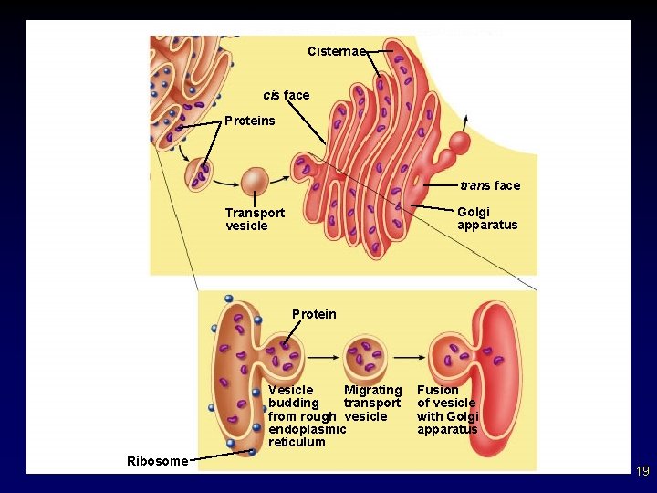 Copyright © The Mc. Graw-Hill Companies, Inc. Permission required for reproduction or display. Cisternae