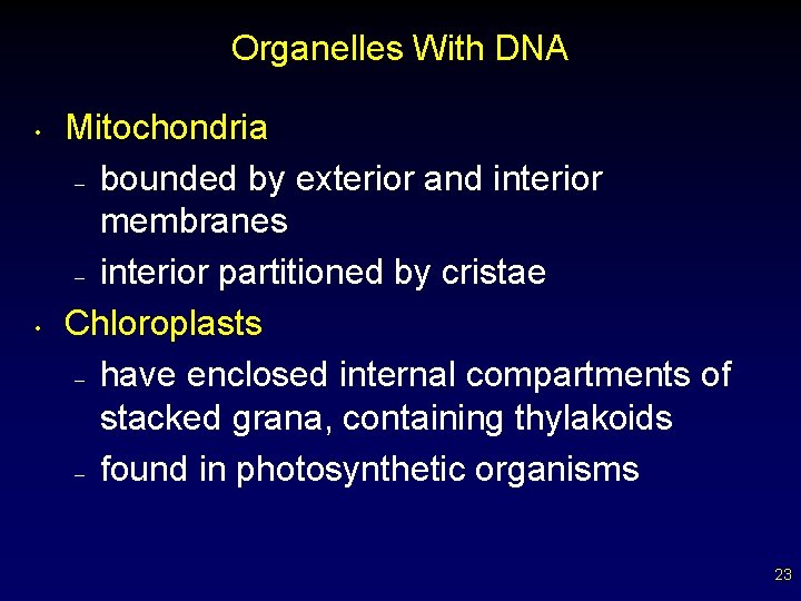 Organelles With DNA • • Mitochondria – bounded by exterior and interior membranes –