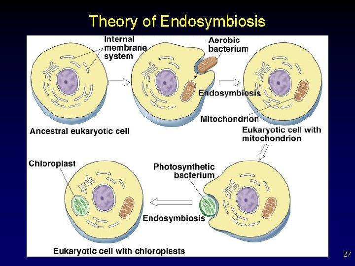 Theory of Endosymbiosis 27 
