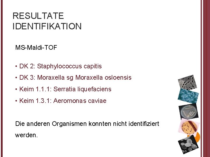 RESULTATE IDENTIFIKATION MS-Maldi-TOF • DK 2: Staphylococcus capitis • DK 3: Moraxella sg Moraxella