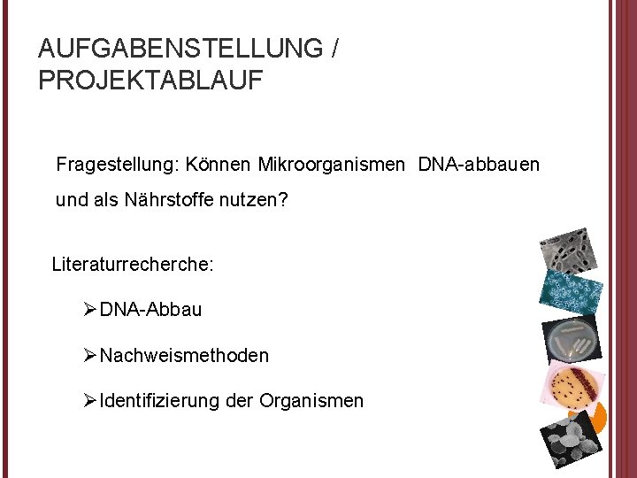 AUFGABENSTELLUNG / PROJEKTABLAUF Fragestellung: Können Mikroorganismen DNA-abbauen und als Nährstoffe nutzen? Literaturrecherche: ØDNA-Abbau ØNachweismethoden