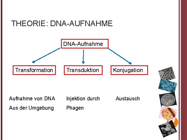 THEORIE: DNA-AUFNAHME DNA-Aufnahme Transformation Transduktion Konjugation Aufnahme von DNA Injektion durch Austausch Aus der
