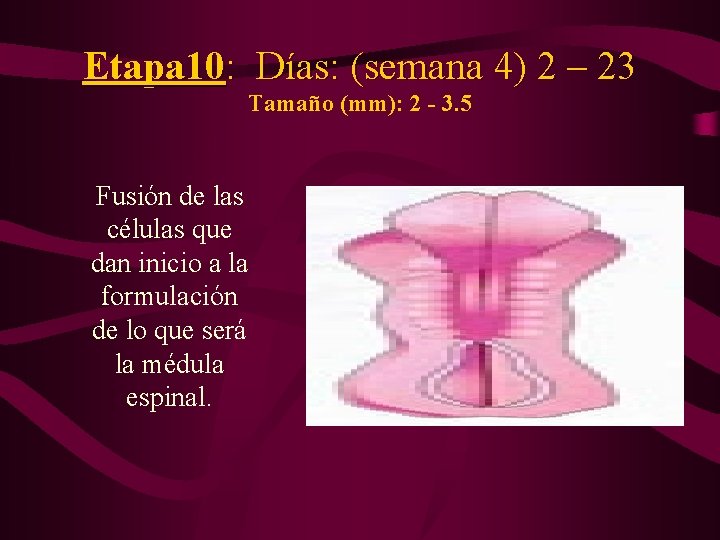 Etapa 10: Días: (semana 4) 2 – 23 Tamaño (mm): 2 - 3. 5