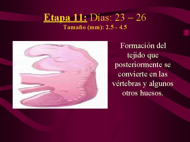 Etapa 11: Días: 23 – 26 Tamaño (mm): 2. 5 - 4. 5 Formación