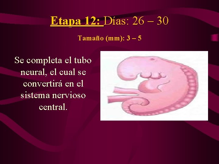 Etapa 12: Días: 26 – 30 Tamaño (mm): 3 – 5 Se completa el