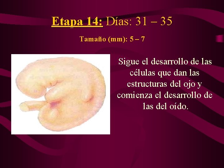 Etapa 14: Días: 31 – 35 Tamaño (mm): 5 – 7 Sigue el desarrollo