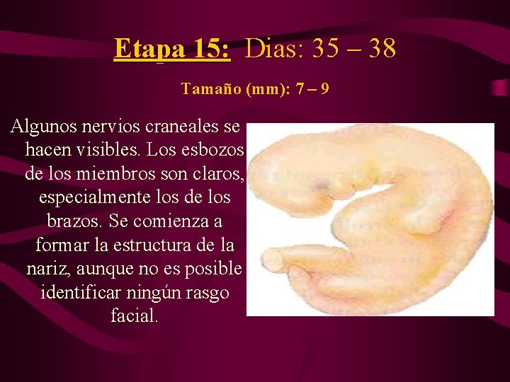 Etapa 15: Dias: 35 – 38 Tamaño (mm): 7 – 9 Algunos nervios craneales