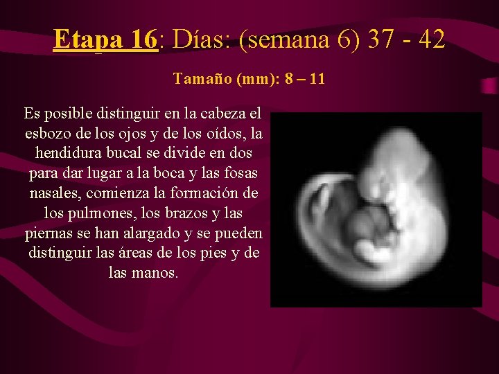 Etapa 16: Días: (semana 6) 37 - 42 Tamaño (mm): 8 – 11 Es