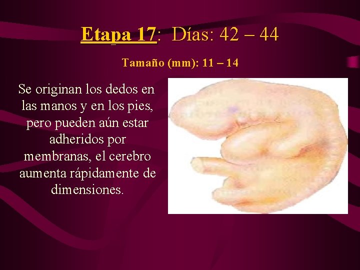 Etapa 17: Días: 42 – 44 Tamaño (mm): 11 – 14 Se originan los