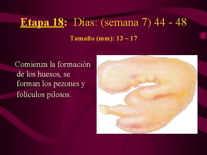 Etapa 18: Días: (semana 7) 44 - 48 Tamaño (mm): 13 – 17 Comienza