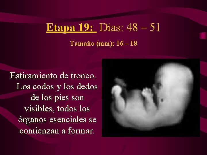 Etapa 19: Días: 48 – 51 Tamaño (mm): 16 – 18 Estiramiento de tronco.