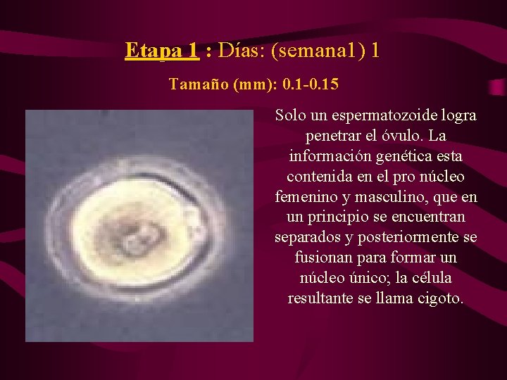 Etapa 1 : Días: (semana 1) 1 Tamaño (mm): 0. 1 -0. 15 Solo