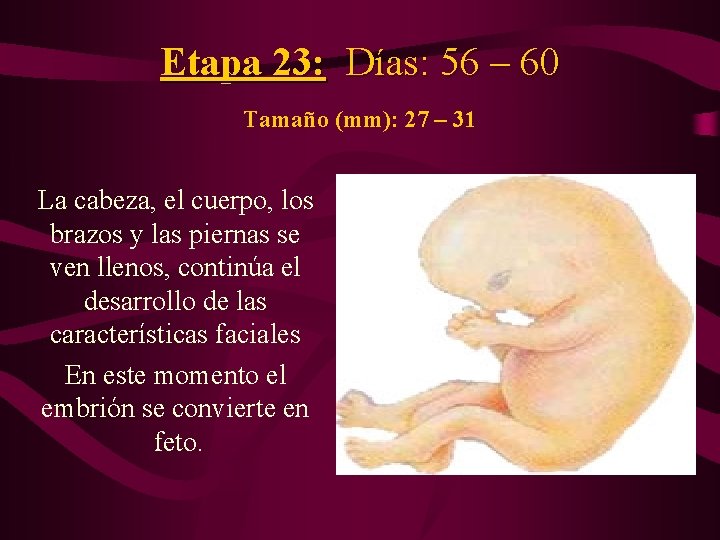 Etapa 23: Días: 56 – 60 Tamaño (mm): 27 – 31 La cabeza, el