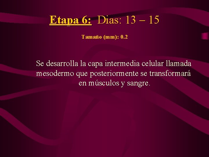 Etapa 6: Dias: 13 – 15 Tamaño (mm): 0. 2 Se desarrolla la capa