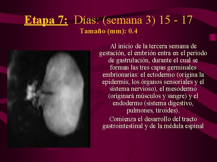 Etapa 7: Días: (semana 3) 15 - 17 Tamaño (mm): 0. 4 Al inicio