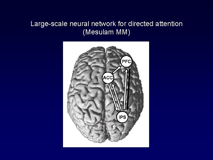 Large-scale neural network for directed attention (Mesulam MM) 