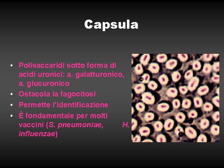 Capsula • Polisaccaridi sotto forma di acidi uronici: a. galatturonico, a. glucuronico • Ostacola