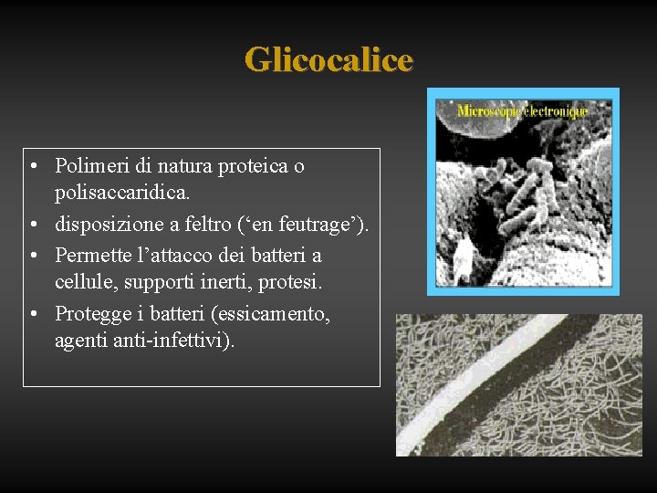 Glicocalice • Polimeri di natura proteica o polisaccaridica. • disposizione a feltro (‘en feutrage’).