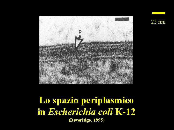 25 nm Lo spazio periplasmico in Escherichia coli K-12 (Beveridge, 1995) 