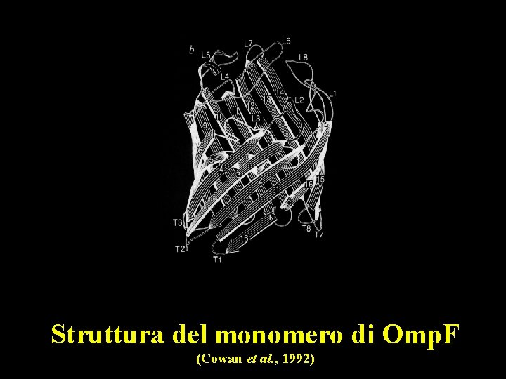 Struttura del monomero di Omp. F (Cowan et al. , 1992) 