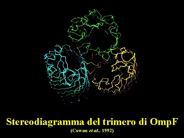 Stereodiagramma del trimero di Omp. F (Cowan et al. , 1992) 