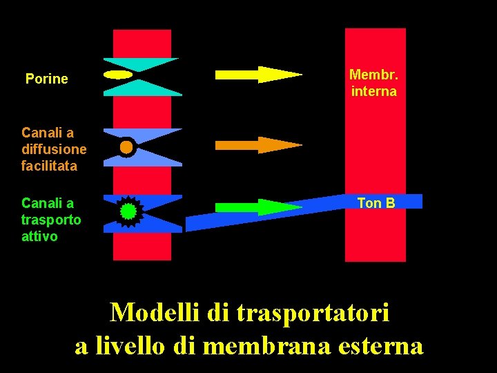 Membr. interna Porine Canali a diffusione facilitata Canali a trasporto attivo Ton B Modelli