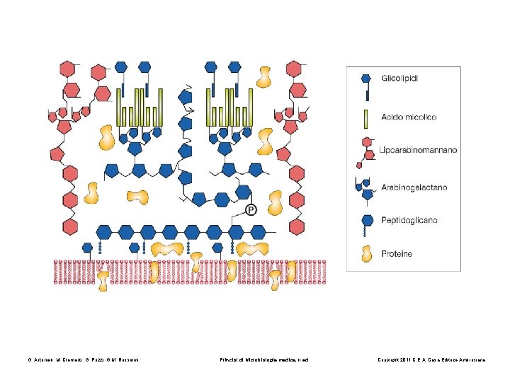 G. Antonelli, M. Clementi, G. Pozzi, G. M. Rossolini Principi di Microbiologia medica, II