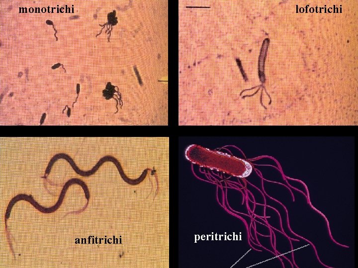 monotrichi lofotrichi anfitrichi peritrichi 