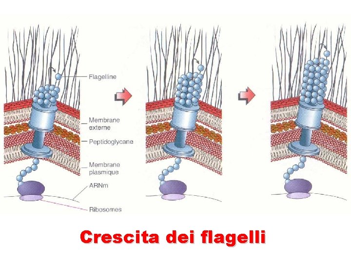 Crescita dei flagelli 