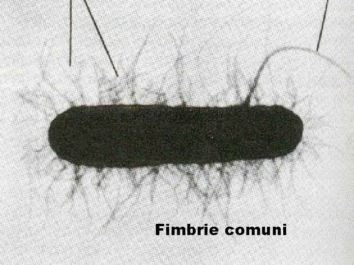 Fimbrie comuni 